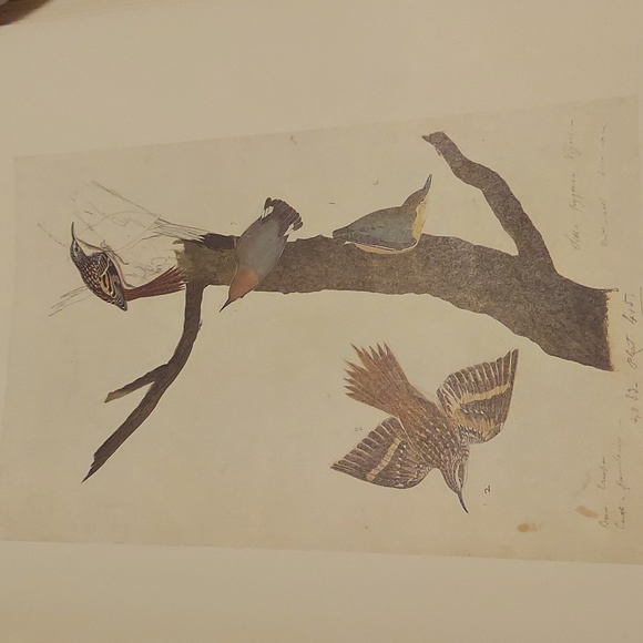 Nuthatch Plate. John James Audubon - Picture 1 of 4